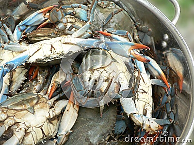 Blue crabs in pot Stock Photo