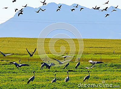 Blue Crane Stock Photo