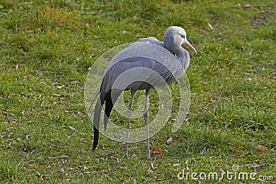 Blue Crane (Anthropoides paradiseus) Stock Photo