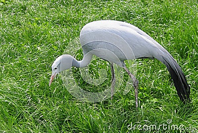 Blue crane - Anthropoides paradisia Stock Photo