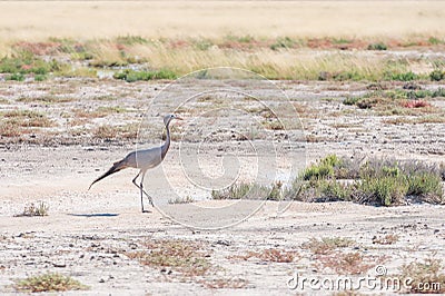 Blue crane Stock Photo