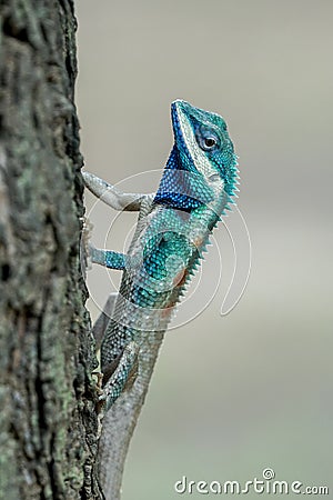 Blue-crested lizard pausing on a tree Stock Photo