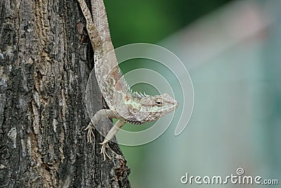 Blue-crested lizard tilting its head in curiosity Stock Photo