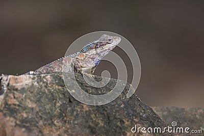 Blue crested lizard in tropical forest, thailand Stock Photo