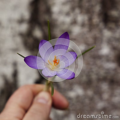 The first spring crocuses pleasing to the eye Stock Photo