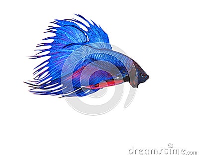 Blue crown tail thai fighing fish betta prepare to fight isolate Stock Photo