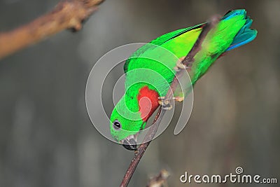 Blue-crowned hanging parrot Stock Photo
