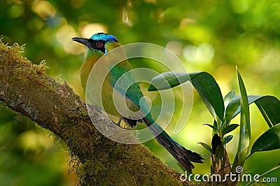 Blue-crowned Motmot, Momotus momota, portrait of nice green and yellow bird, wild nature, animal in the nature forest habitat, Cos Stock Photo