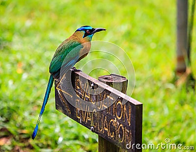 Blue-Crowned Motmot in Costa Rica Stock Photo