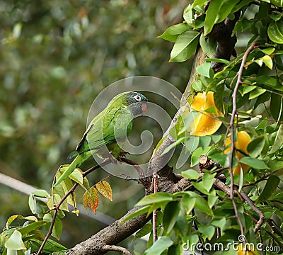 Blue Crowned Parakeet Stock Photo