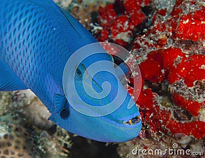 Blue cute fish on Maldives islands Stock Photo
