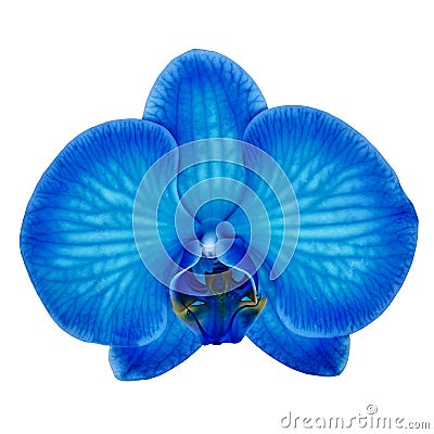 Blue cyan orchid flower isolated white background with clipping path. Flower bud close-up. Stock Photo