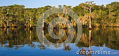 Blue Cypress Lake Stock Photo