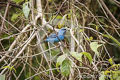 Blue Dacnis, Caraca natural park, Minas Gerais, Brazil Stock Photo