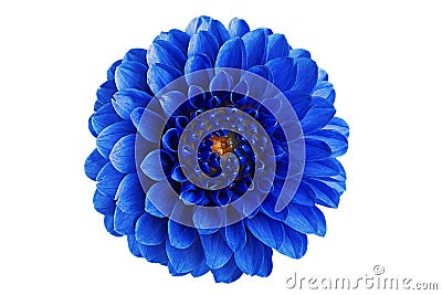 Blue dahlia flower on a white background in isolation for designers Stock Photo