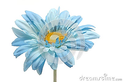 Blue daisy Stock Photo