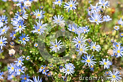 Blue Daisy - Felicia Amelloides Stock Photo