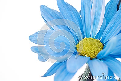 Blue Daisy Flower Close-up Stock Photo