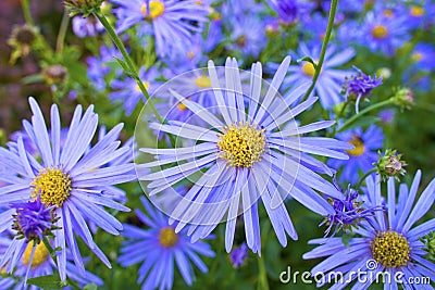 Blue Daisy plant. Stock Photo