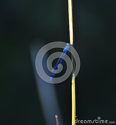 Blue damselfly clings to a blade of grass Stock Photo