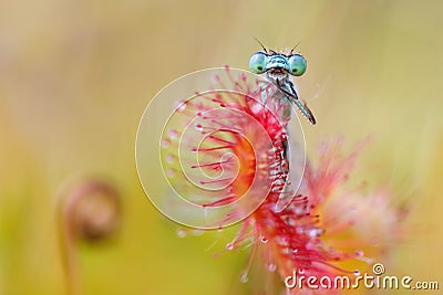 Blue damselfly Stock Photo