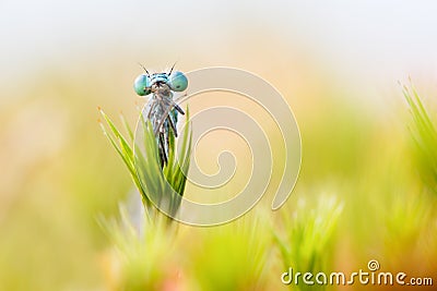 Blue damselfly trapped in sundew Stock Photo