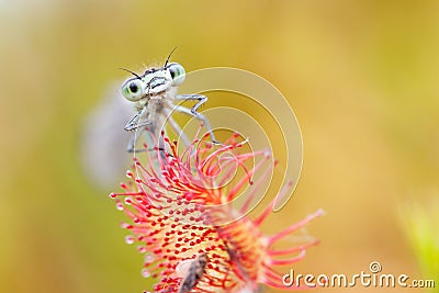 Blue damselfly trapped in sundew Stock Photo