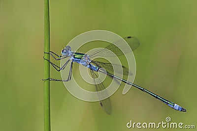 Blue Dasher Dragonfly Stock Photo