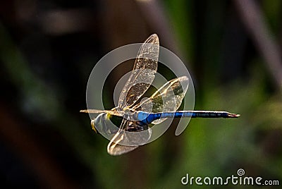 Dragonfly in flight Stock Photo