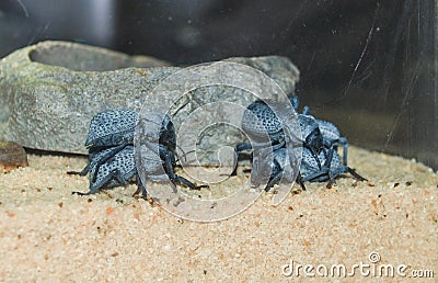 Blue Death Feigning Beetles Asbolus Verrucosus Stock Photo