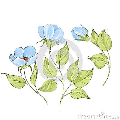 Blue delicate flowers isolated on white Stock Photo