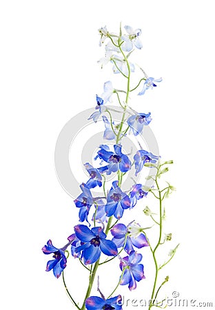 Blue delphinium Stock Photo