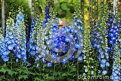 Blue delphinium flower background Stock Photo