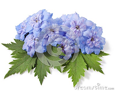 Blue delphinium flower Stock Photo