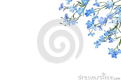 Blue Delphinium Wildflower Summer Background Stock Photo
