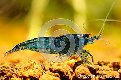 Blue Diamond shrimp - Neocaridina davidi Stock Photo