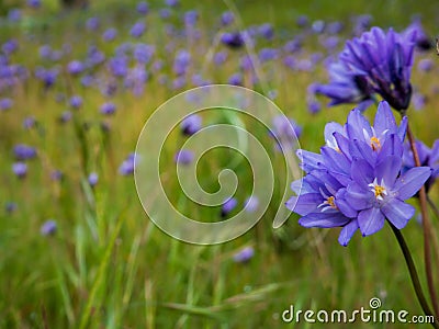 Blue Dick Wildflower field shot Stock Photo