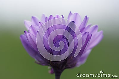 Blue Dicks Wild Hyacinth Stock Photo