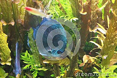 Fish Blue Discus in the clear water of the aquarium Stock Photo