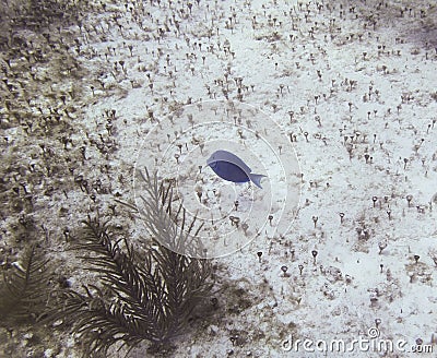 Blue Doctorfish Stock Photo