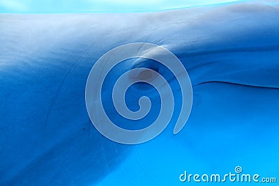 Blue dolphin underwater Stock Photo