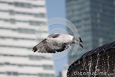 The blue dove in flight on a city street Stock Photo