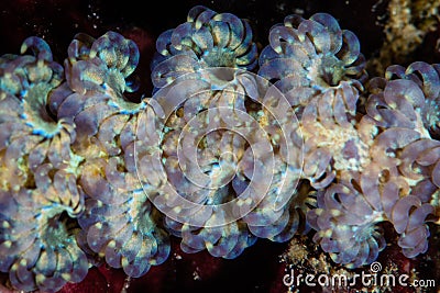 Blue Dragon Nudibranch Cerata in Indonesia Stock Photo