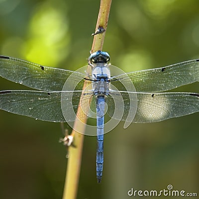 Blue Dragonfly Stock Photo