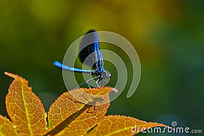 Blue dragonfly Stock Photo