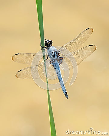 Blue dragonfly Stock Photo