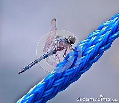 Blue Dragonfly on Blue Rope Stock Photo