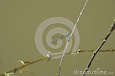 Blue dragonfly on the branch above water Stock Photo