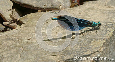 Blue dragonfly, calopteryx virgo Stock Photo