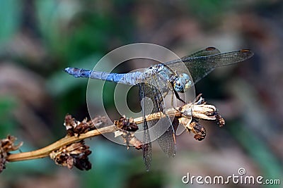 Blue dragonfly clinging to a dried plant Stock Photo